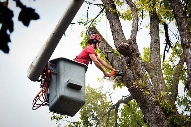 Best Tree Health Inspection  in Shamrock, TX